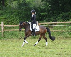 dressage horse Nagano´s Notshi (German Riding Pony, 2014, from Nagano)