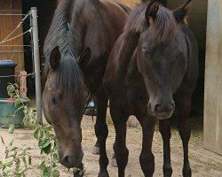 Springpferd Cuinn (Deutsches Reitpferd, 2015, von Cinemon)