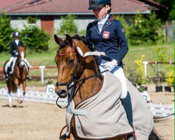 dressage horse Summersby (German Riding Pony, 2003, from Sterling)