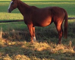 broodmare White Light HS (Hanoverian, 2003, from Warkant)