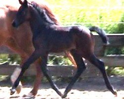 broodmare Cardea Z (Zangersheide riding horse, 2004, from Chellano Z)