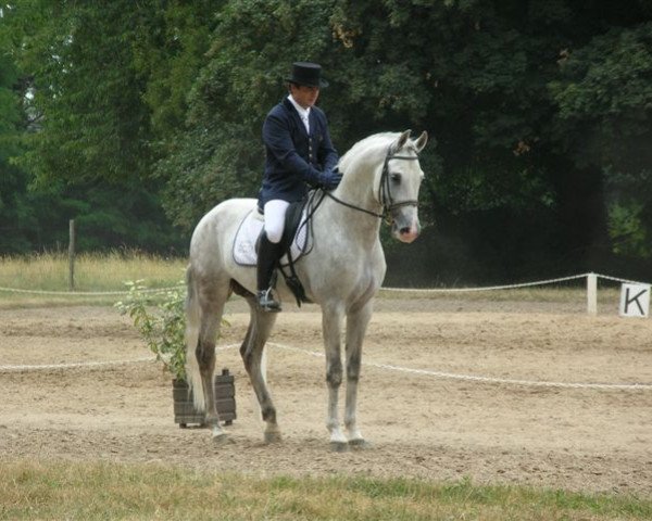 stallion Centurio Z (Zangersheide riding horse, 2004, from Chellano Z)