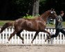 broodmare Nanouk (German Riding Pony, 2017, from Fs Numero Uno)