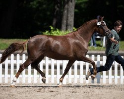 Zuchtstute Nanouk (Deutsches Reitpony, 2017, von Fs Numero Uno)