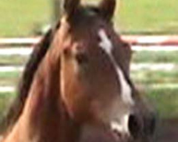 jumper Zephyr Z (Zangersheide riding horse, 2003, from Zandor Z)