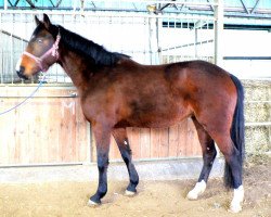 broodmare Ceres Z (Zangersheide riding horse, 2002, from Caretano Z)