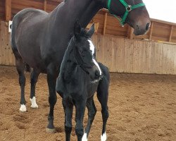 horse Die Kleine (Hanoverian,  )