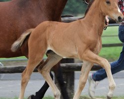 dressage horse Edda RV (Hanoverian, 2019, from Escolar)