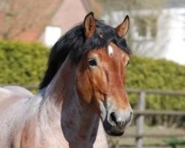 stallion Enzo (Rhenish-German Cold-Blood, 2004, from Erlander)