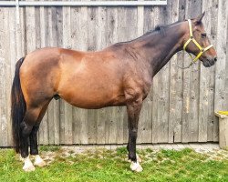 horse Negro (Slowakisches Warmblut, 2000, from Papillion)