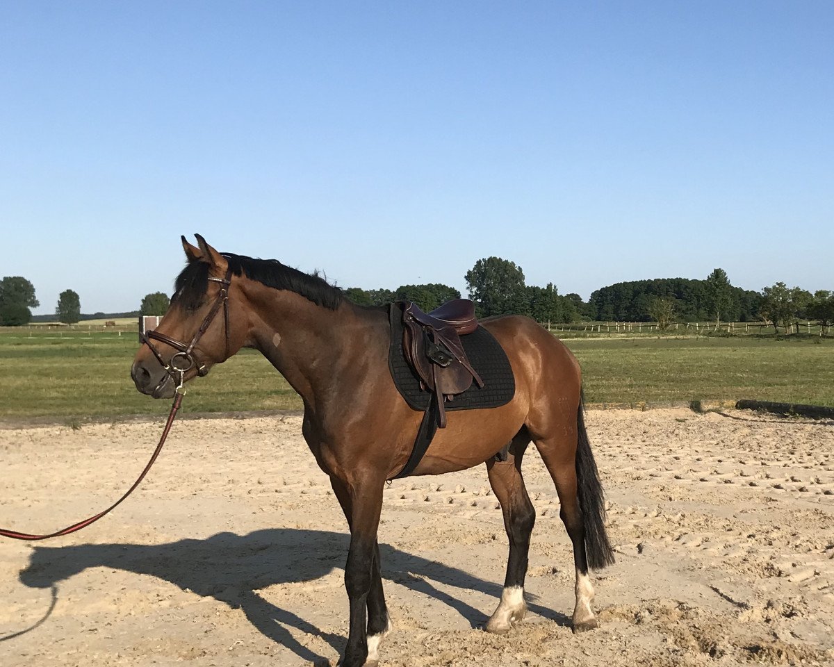 jumper Coreggio's Little Gun (German Warmblood, 2015, from Stubbenhof's Cocosinni)