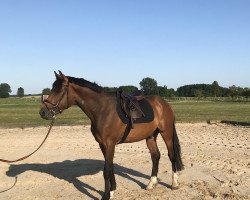 jumper Coreggio´s Little Gun (German Sport Horse, 2015, from Stubbenhof's Cocosinni)