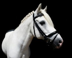 dressage horse Samson (German Riding Pony, 1995, from Silvertop's As)