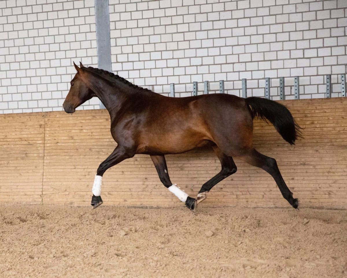 horse Rambazamba M (Oldenburg, 2015, from Rock Forever NRW)