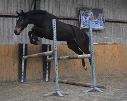 Springpferd Wolga Blue (Deutsches Reitpferd, 2017, von Wilfred)