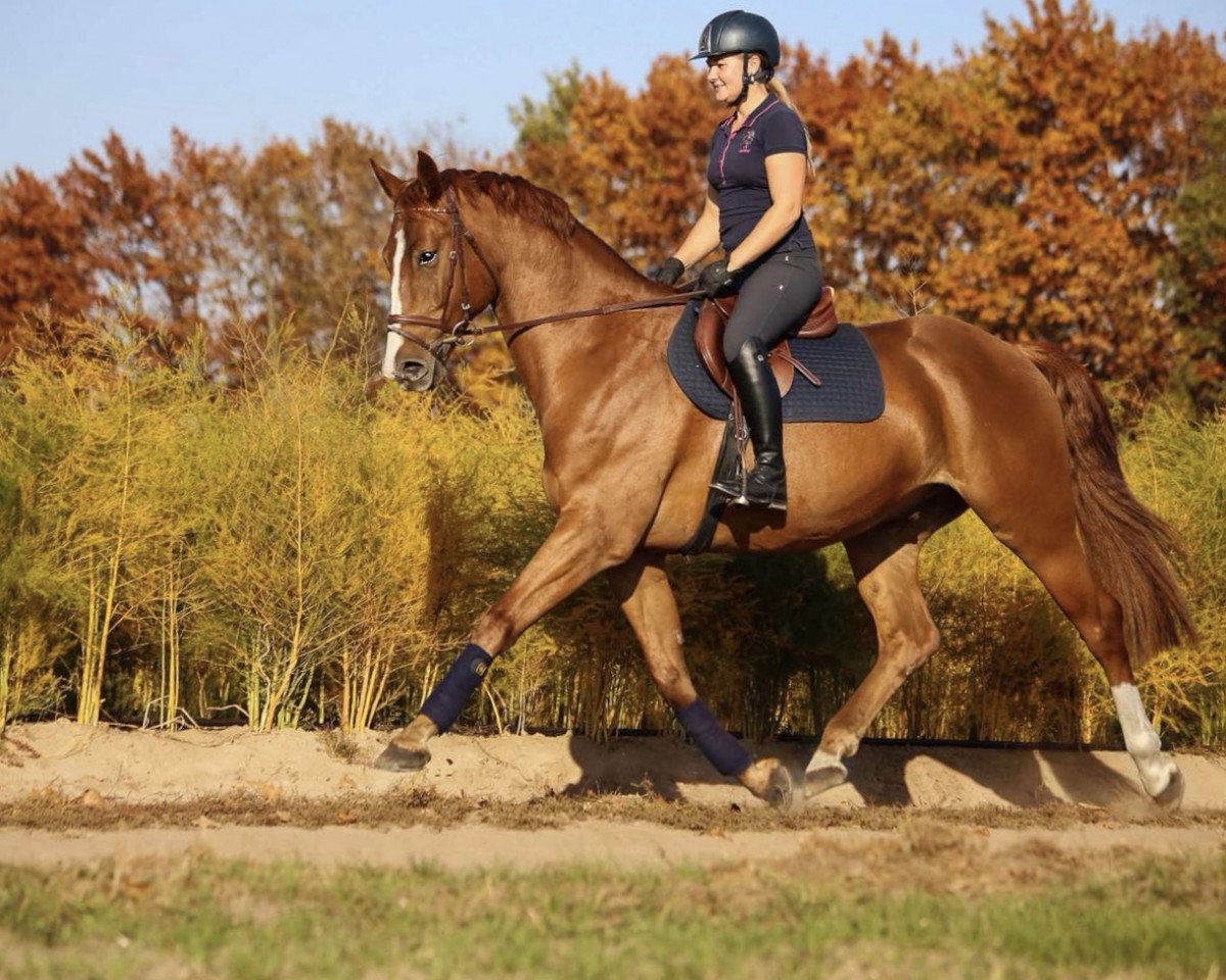 Springpferd Campino W 5 (Deutsches Sportpferd, 2013, von Chacco Me Biolley)