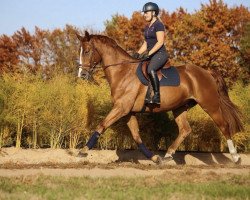 jumper Campino W 5 (German Sport Horse, 2013, from Chacco Me Biolley)