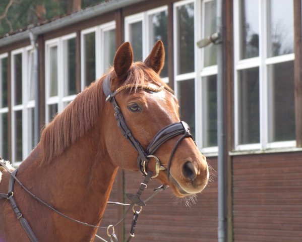 dressage horse More gen Stern (Hanoverian, 2008, from More and More)