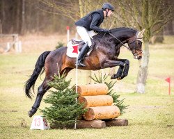 stallion Cesandro 2 (Holsteiner, 2012, from Catoo)