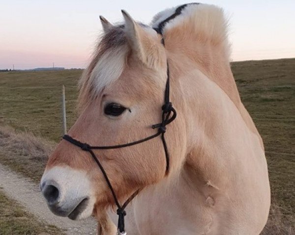 horse Remus (Fjord Horse, 2006, from Mastrup Romeo)