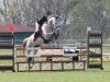 jumper Charlotte 224 (Trakehner, 2012, from Tycoon)