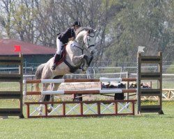 jumper Charlotte 224 (Trakehner, 2012, from Tycoon)