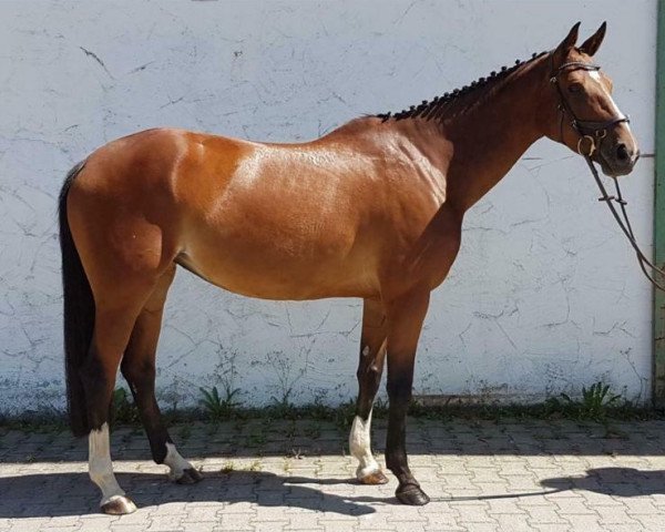 dressage horse Lovelyn 3 (Hanoverian, 2010, from Langer Jan)