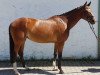 dressage horse Lovelyn 3 (Hanoverian, 2010, from Langer Jan)