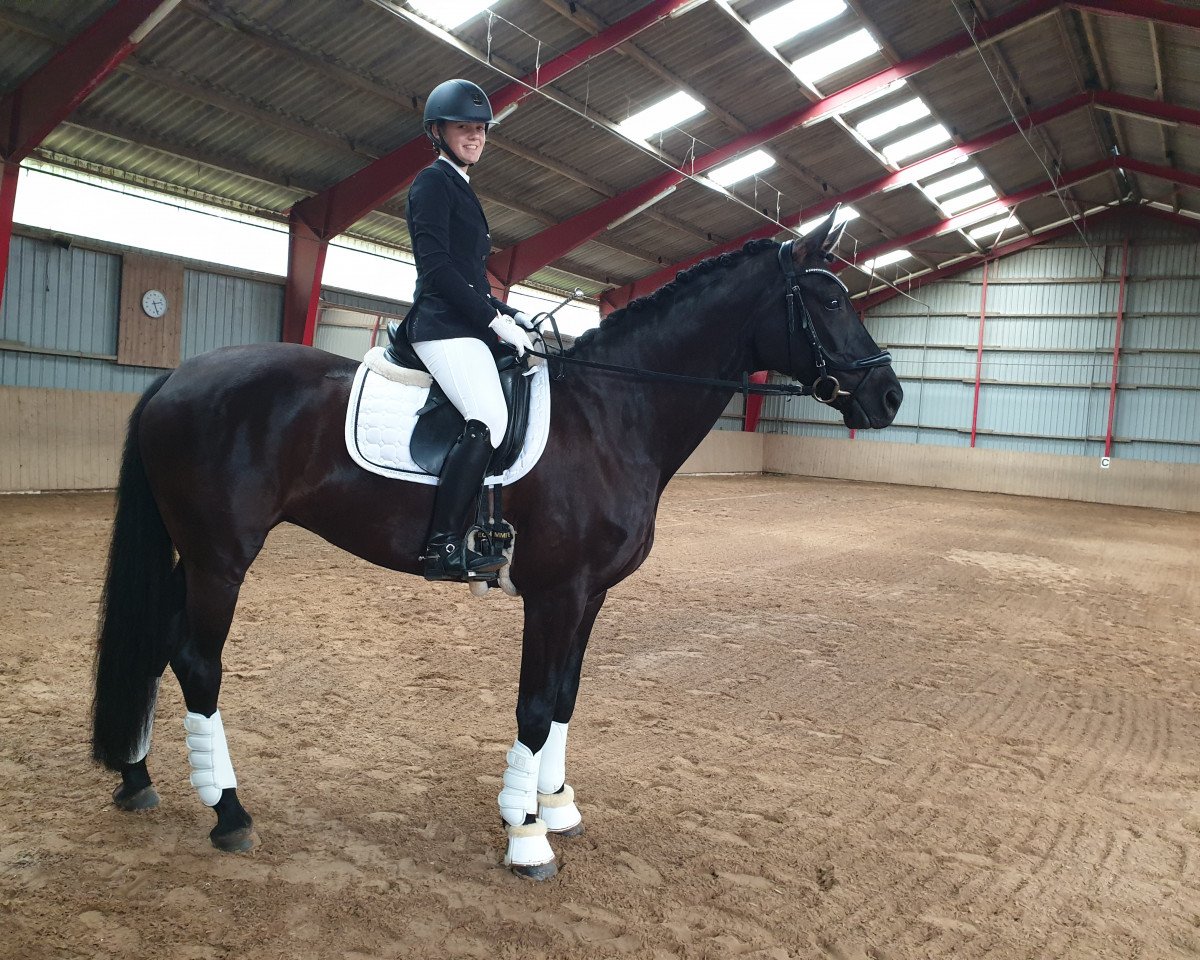 dressage horse Call me Carlotta 2 (Hanoverian, 2012, from Christ)