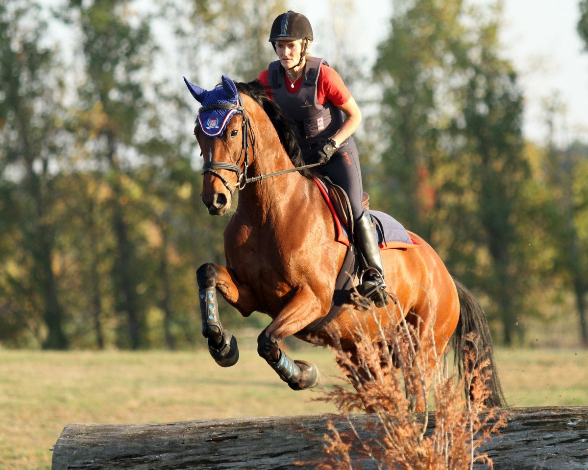 Springpferd Feodora 121 (Westfale, 2013, von Franziskus FRH)