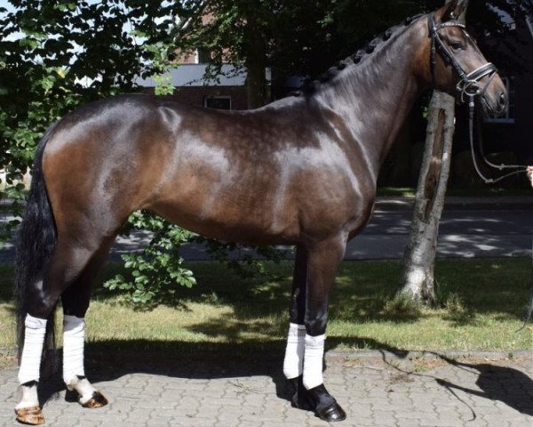 dressage horse Fine and Pretty (Hanoverian, 2015, from Finest)