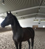 dressage horse Totilas Junior (TJ) (Hanoverian, 2014, from Totilas)