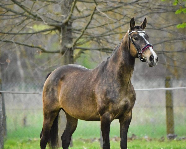 Zuchtstute Vihar (Ungarisches Warmblut, 2004, von Rahihaza Martaloc-11)