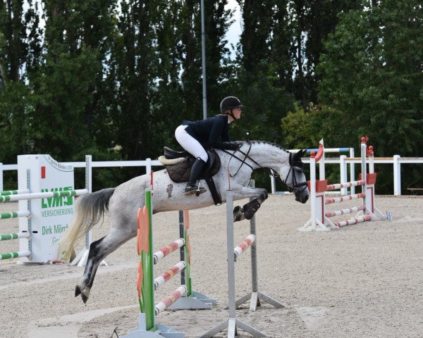 broodmare Amira 227 (German Sport Horse, 2012, from Carpalano)