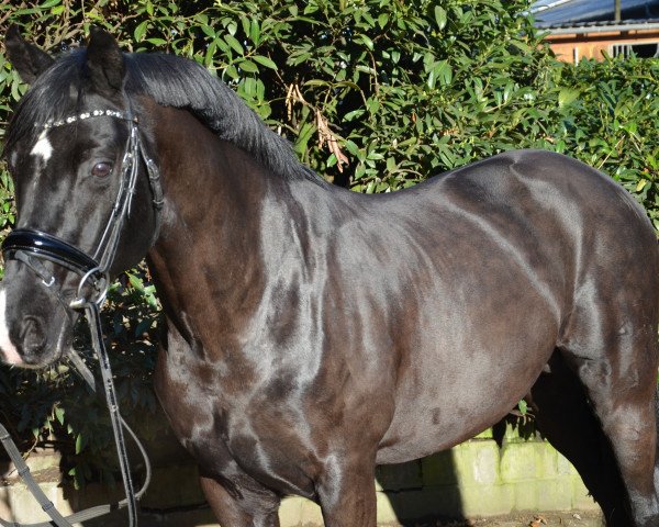 stallion Nadir vom Splitting WE (German Riding Pony, 2006, from Nuts)