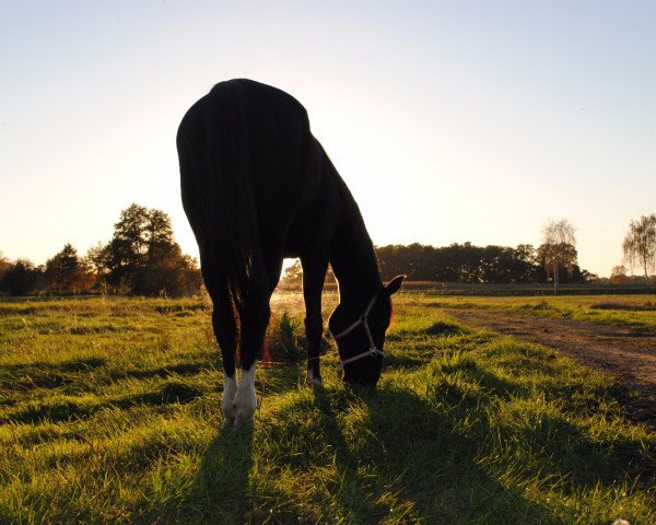 horse Reine Freude 9 (Hanoverian, 2004, from Rabino)
