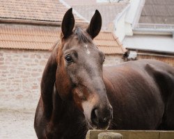 dressage horse Elisha (Westphalian, 2009, from Ehrenstolz)