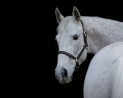 dressage horse Tequila (Russian Trakehner, 2005)