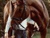 dressage horse Baroness 378 (Hanoverian, 2008, from Böhmer's As)