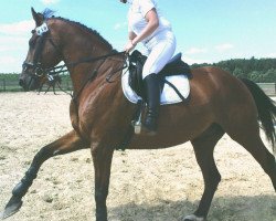 horse Idealist F (KWPN (Royal Dutch Sporthorse), 1990, from Visioen)