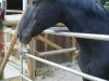 dressage horse Cyceron (Roberto Blanko) (Great Poland (wielkopolska), 1999, from Ramant)