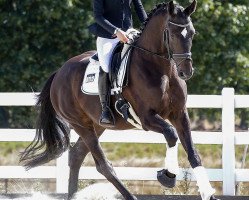 dressage horse Der Prinz vSH (Hanoverian, 2014, from Dante Weltino Old)