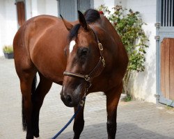 jumper Capriole d'or BE (Westfale, 2013, from Condor Adelheid Z)