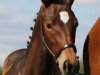 dressage horse HA Remember Me (Hanoverian, 2019, from Rocky Lee)