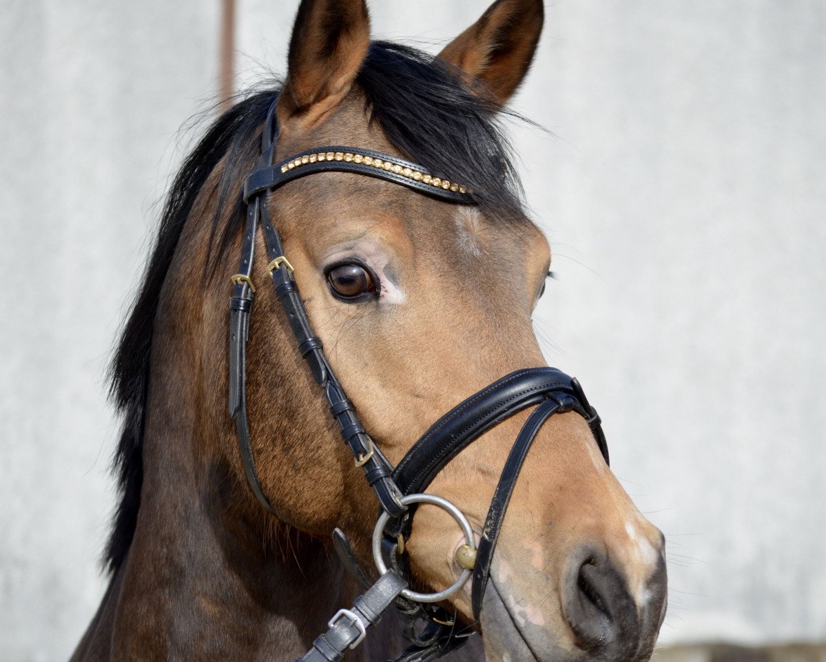horse Coole Socke (German Riding Pony, 2016, from FS Chambertin)