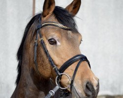 dressage horse Coole Socke (German Riding Pony, 2016, from FS Chambertin)