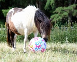 Zuchtstute Rhenania Fruit Loops (Shetland Pony, 2015, von Rhenania Paganini)