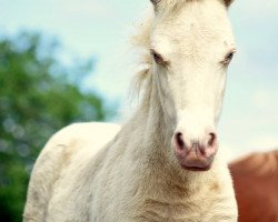 horse Flora vom Rindergraben (Shetland Pony, 2019, from Zaubertroll vom Rindergraben)