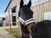 dressage horse Gründleinshof Pokerface (German Riding Pony, 2011, from Piccolo)