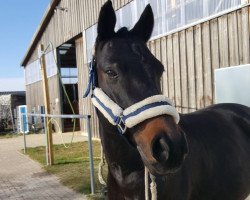 dressage horse Gründleinshof Pokerface (German Riding Pony, 2011, from Piccolo)